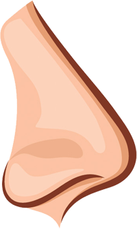 nez